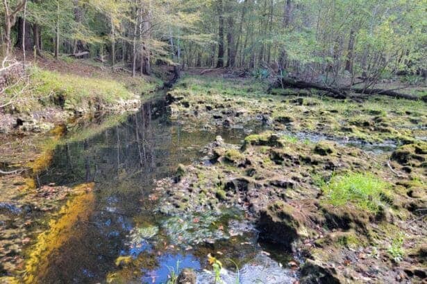 Myrtles Fissure Spring