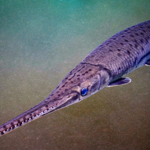 Longnose Gar at Troy Spring. Photo by Jennifer Adler, 2014