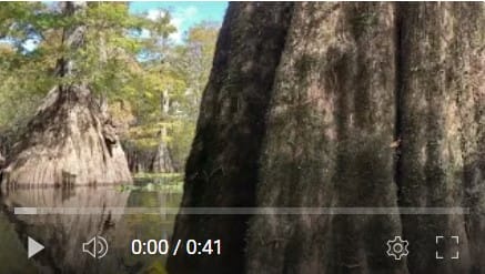 Giant cypress lower Santa Fe