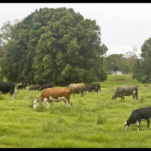 rural lands wiki CC In: New Land Acquisitions & Protections | Our Santa Fe River, Inc. (OSFR) | Protecting the Santa Fe River