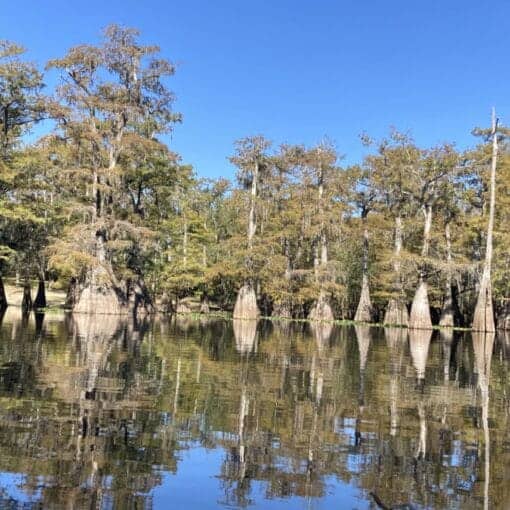 Bald Cypress on the Santa Fe