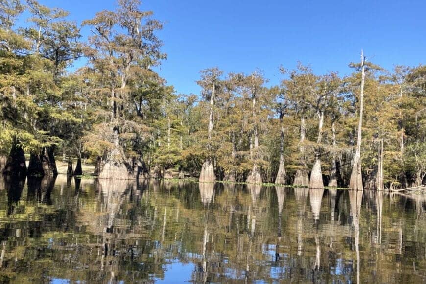 Bald Cypress on the Santa Fe
