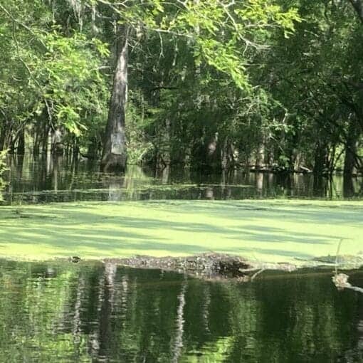Duckweed on the Santa Fe