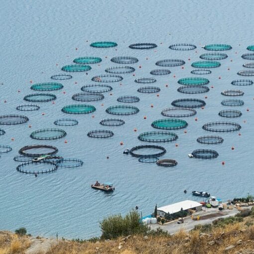 Fish farm wiki CC In: The Race to Open the Florida Coast to Industrial Fish Farms Can Be Stopped | Opinion | Our Santa Fe River, Inc. (OSFR) | Protecting the Santa Fe River