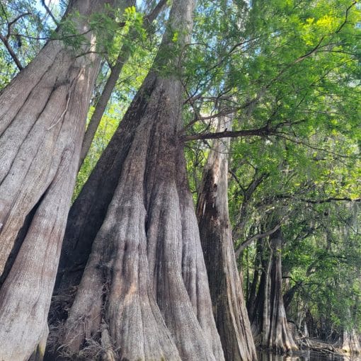 Cypress on lower SF by Joanne Tremblay 2023