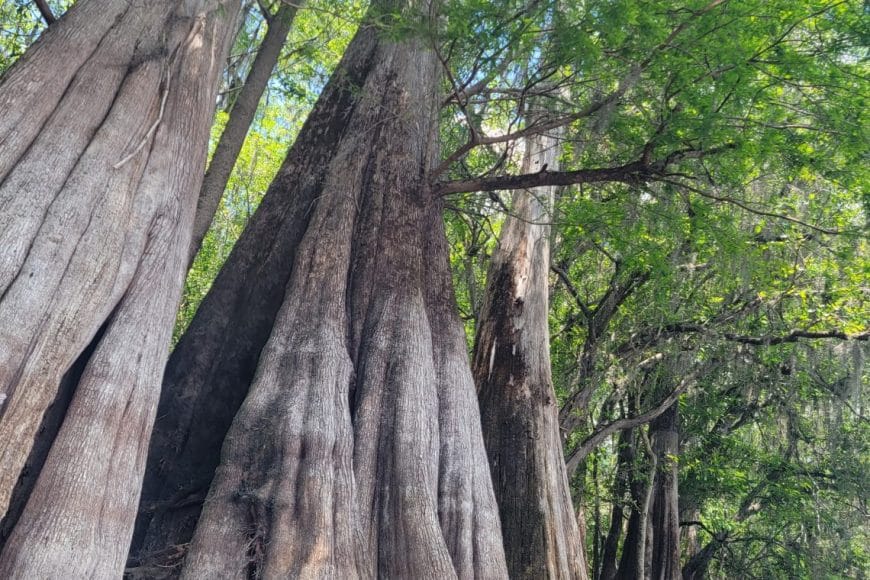 Cypress on lower SF by Joanne Tremblay 2023