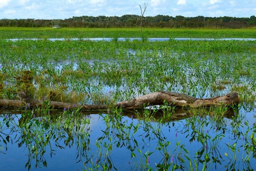 sweetwater wetlands GRU In: Weakening the Clean Water Act | Our Santa Fe River, Inc. (OSFR) | Protecting the Santa Fe River