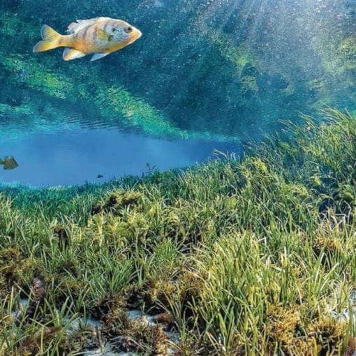 natheir2 In: National Springs Heritage Area | Our Santa Fe River, Inc. (OSFR) | Protecting the Santa Fe River