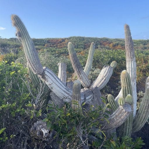 keylargotreecactus In: Sea Rise Takes First Toll on Florida Plant | Our Santa Fe River, Inc. (OSFR) | Protecting the Santa Fe River