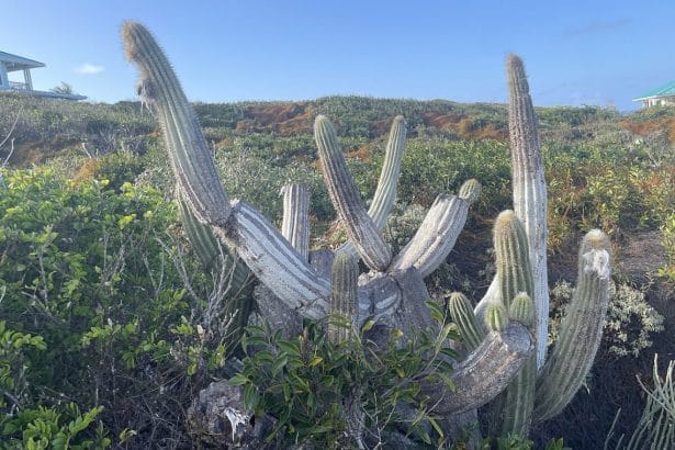 keylargotreecactus In: Sea Rise Takes First Toll on Florida Plant | Our Santa Fe River, Inc. (OSFR) | Protecting the Santa Fe River