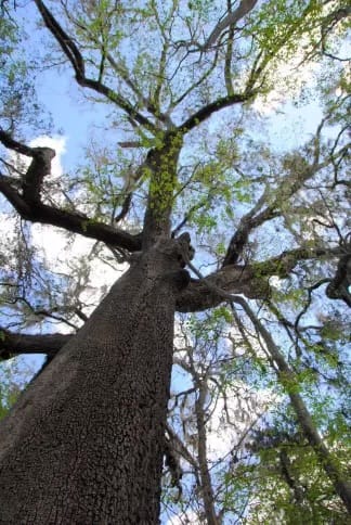 IMG 3429 In: Rising from our Collective Grief | Our Santa Fe River, Inc. (OSFR) | Protecting the Santa Fe River