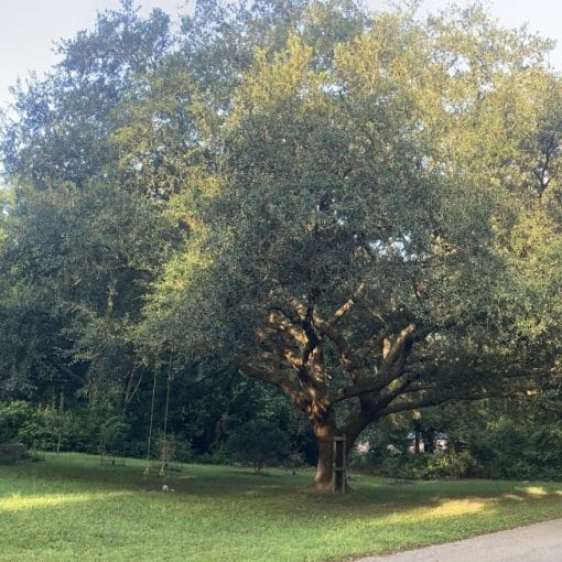 IMG 5431 1 In: Shades of Green- prioritizing tree planting in the winter. | Our Santa Fe River, Inc. (OSFR) | Protecting the Santa Fe River