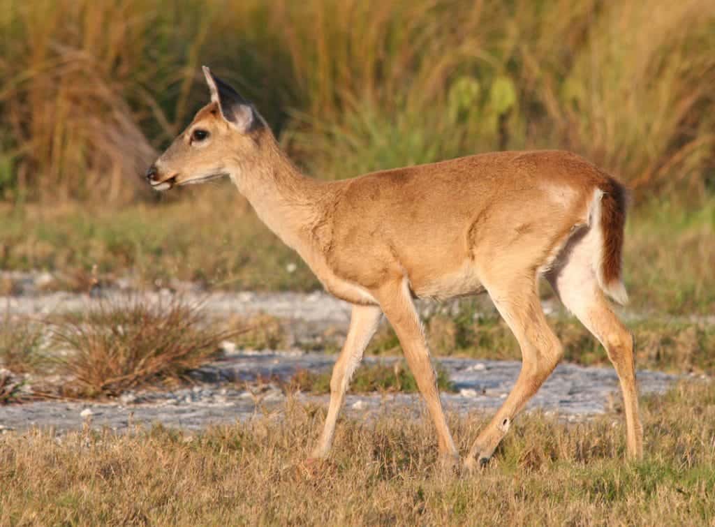 Key DeerCC In: Rising Seas Continue Their Toll On Florida | Our Santa Fe River, Inc. (OSFR) | Protecting the Santa Fe River Key DeerCC In: Rising Seas Continue Their Toll On Florida | Our Santa Fe River, Inc. (OSFR) | Protecting the Santa Fe River