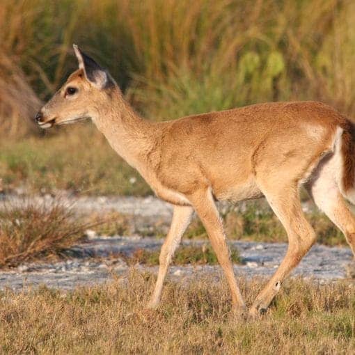 Key DeerCC In: Rising Seas Continue Their Toll On Florida | Our Santa Fe River, Inc. (OSFR) | Protecting the Santa Fe River