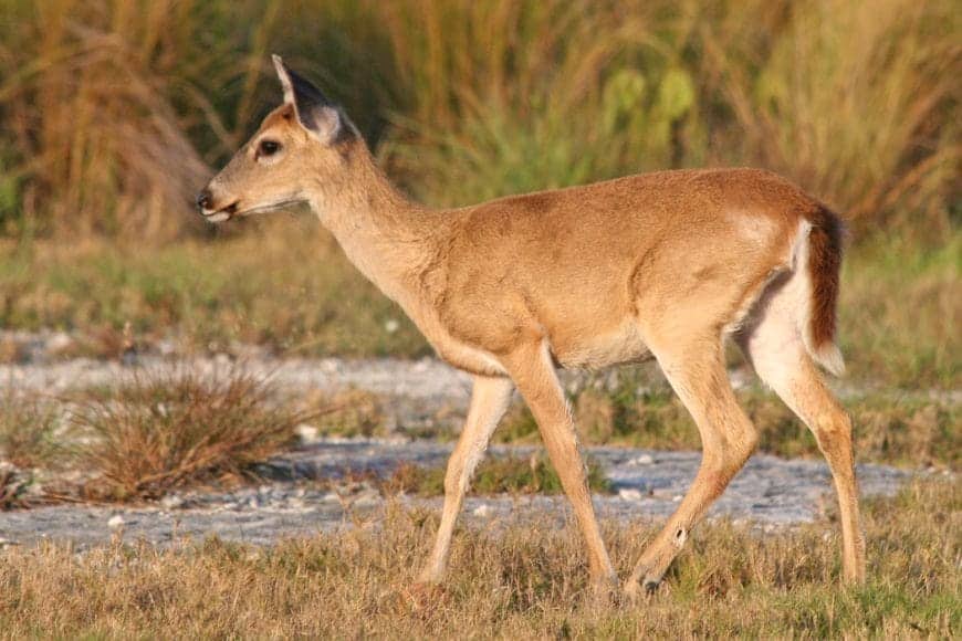 Key DeerCC In: Rising Seas Continue Their Toll On Florida | Our Santa Fe River, Inc. (OSFR) | Protecting the Santa Fe River