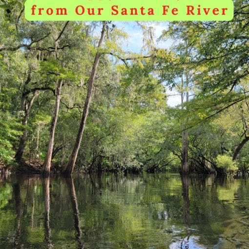 merry bright In: Happy Holidays | Our Santa Fe River, Inc. (OSFR) | Protecting the Santa Fe River