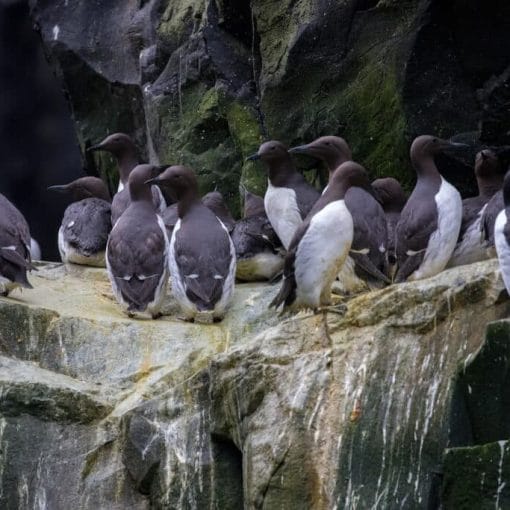 murres on ledge 1024x683 1 In: Climate Change Taking Its Toll | Our Santa Fe River, Inc. (OSFR) | Protecting the Santa Fe River
