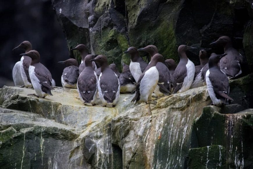 murres on ledge 1024x683 1 In: Climate Change Taking Its Toll | Our Santa Fe River, Inc. (OSFR) | Protecting the Santa Fe River