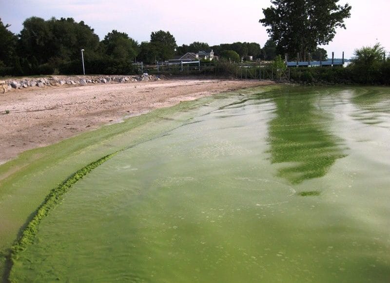 ALGAENASA In: Astounding News On Extinctions | Our Santa Fe River, Inc. (OSFR) | Protecting the Santa Fe River