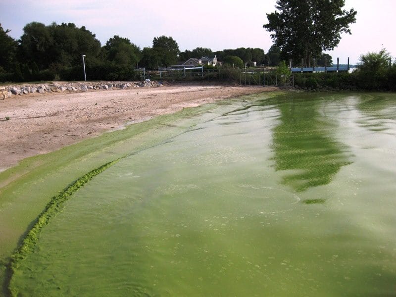 ALGAENASA In: Astounding News On Extinctions | Our Santa Fe River, Inc. (OSFR) | Protecting the Santa Fe River