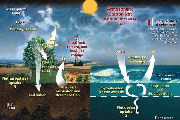 Carbon cyclePublicDomain In: CO2 Levels Rose at Record Rate in 2024 | Our Santa Fe River, Inc. (OSFR) | Protecting the Santa Fe River