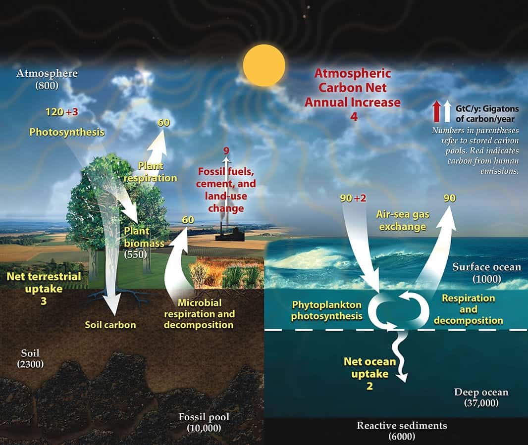 Carbon cyclePublicDomain In: CO2 Levels Rose at Record Rate in 2024 | Our Santa Fe River, Inc. (OSFR) | Protecting the Santa Fe River