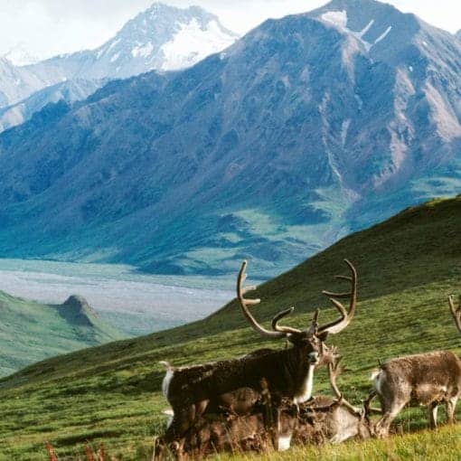 arctic wildlife refuge In: Happy News From Arctic Wildlife Refuge | Our Santa Fe River, Inc. (OSFR) | Protecting the Santa Fe River