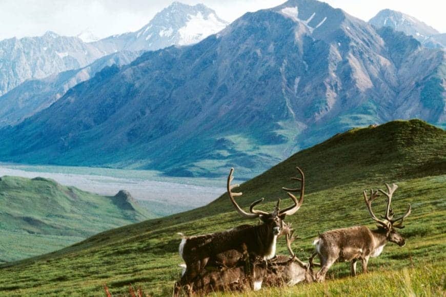 arctic wildlife refuge In: Happy News From Arctic Wildlife Refuge | Our Santa Fe River, Inc. (OSFR) | Protecting the Santa Fe River