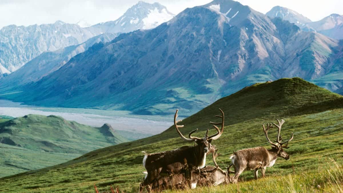 arctic wildlife refuge In: Happy News From Arctic Wildlife Refuge | Our Santa Fe River, Inc. (OSFR) | Protecting the Santa Fe River