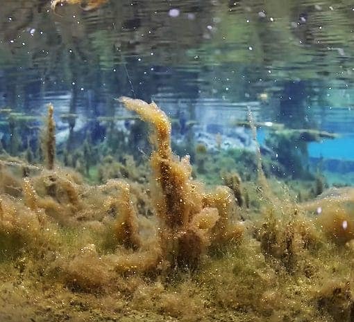 dyingspring In: Our Dying Springs | Our Santa Fe River, Inc. (OSFR) | Protecting the Santa Fe River