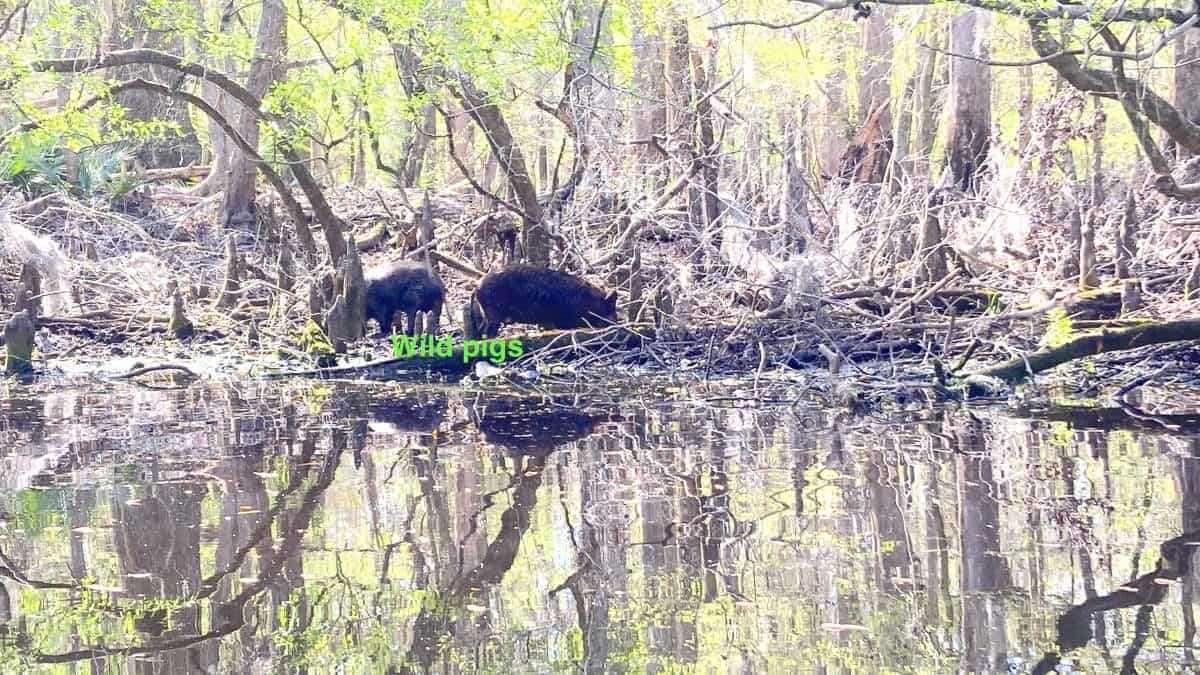 RRmar25 6 In: River Rise and the Hornsby Springshed | Our Santa Fe River, Inc. (OSFR) | Protecting the Santa Fe River