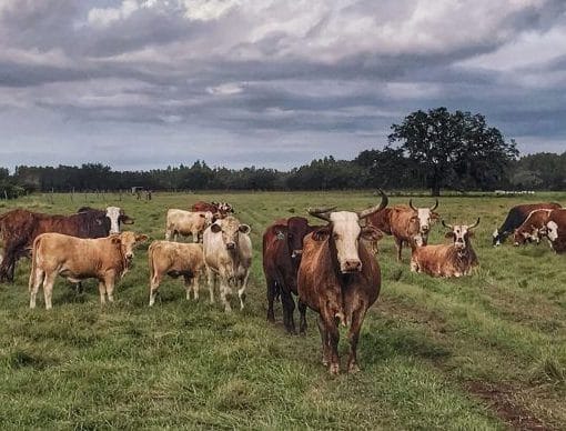 rural florida fla phoenix In: More On Development Threat From Craig Pittman | Our Santa Fe River, Inc. (OSFR) | Protecting the Santa Fe River