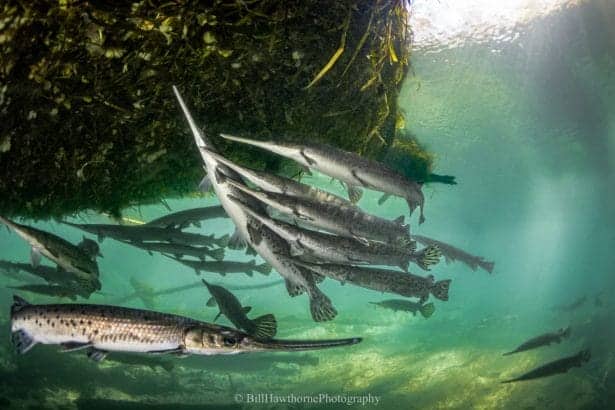 Gar, Bill Hawthorne, 2024