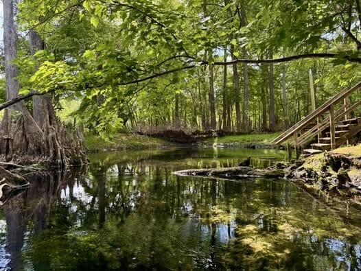 Pickard Spring C. Hall 2025 In: Pickard Spring | Our Santa Fe River, Inc. (OSFR) | Protecting the Santa Fe River Pickard Spring C. Hall 2025 In: Pickard Spring | Our Santa Fe River, Inc. (OSFR) | Protecting the Santa Fe River
