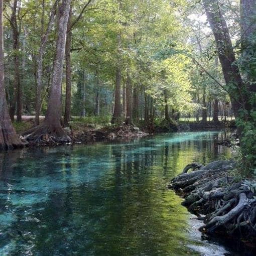 LittleDevil/2013/MMJ