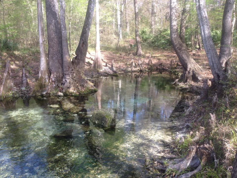 Mermaid.MMJ2015 In: Jonathan , Bathtub, Mermaid Spring | Our Santa Fe River, Inc. (OSFR) | Protecting the Santa Fe River Mermaid.MMJ2015