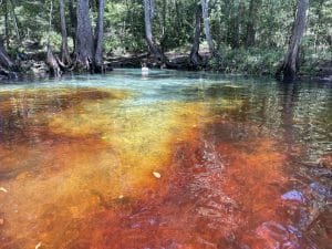 Mermaid.MSmith e1746649842393 In: Jonathan , Bathtub, Mermaid Spring | Our Santa Fe River, Inc. (OSFR) | Protecting the Santa Fe River Mermaid/M.Smith/ 2023