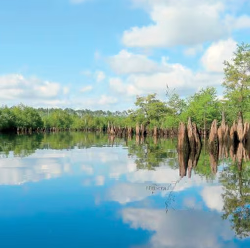 chipola river In: Rare Permit Denial! | Our Santa Fe River, Inc. (OSFR) | Protecting the Santa Fe River