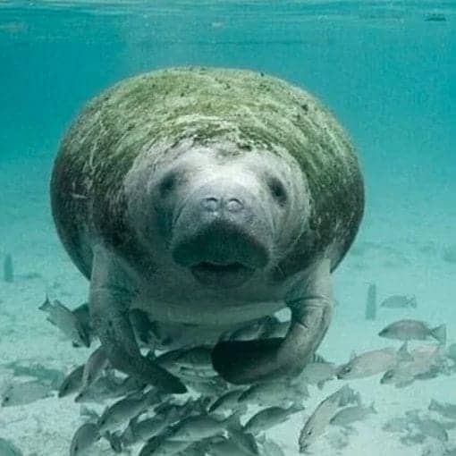 manatee FWC In: FDEP Fights Against Protecting Manatees | Our Santa Fe River, Inc. (OSFR) | Protecting the Santa Fe River