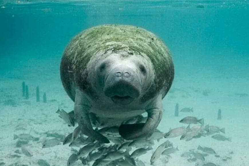 manatee FWC In: FDEP Fights Against Protecting Manatees | Our Santa Fe River, Inc. (OSFR) | Protecting the Santa Fe River