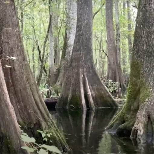 Screenshot of cypress video JT