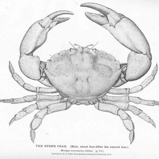 stone crab pd In: More Impacts of Climate Change | Our Santa Fe River, Inc. (OSFR) | Protecting the Santa Fe River