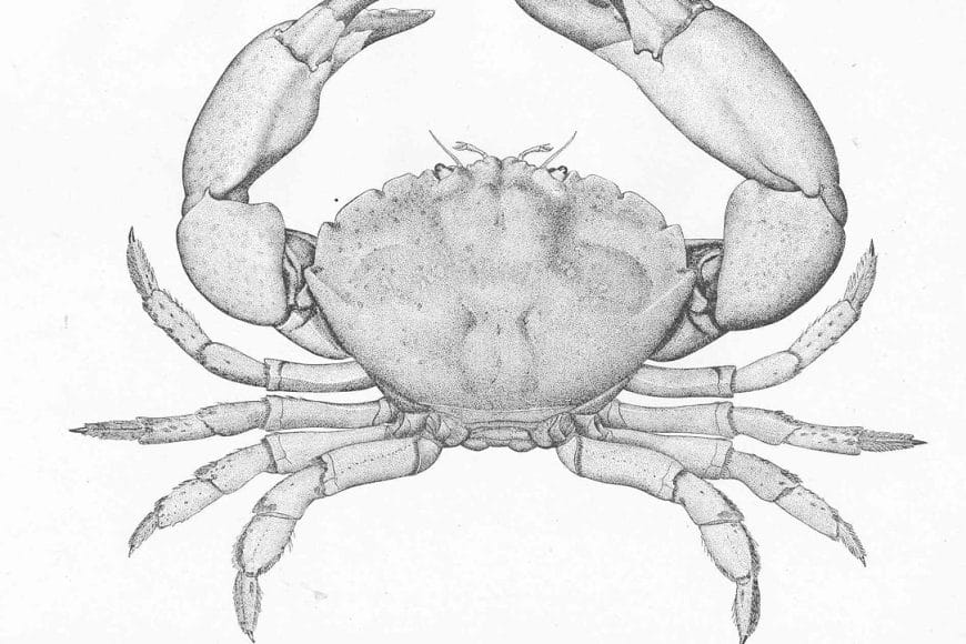 stone crab pd In: More Impacts of Climate Change | Our Santa Fe River, Inc. (OSFR) | Protecting the Santa Fe River