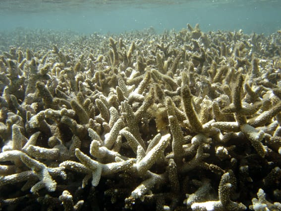 bleached coralCC In: Tipping Points Too Risky to Ignore | Our Santa Fe River, Inc. (OSFR) | Protecting the Santa Fe River