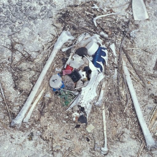 deadalbatrossplastic In: Help For Plastic Pollution? | Our Santa Fe River, Inc. (OSFR) | Protecting the Santa Fe River