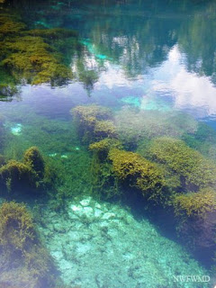 5 30 09+hydrilla+NWFWMD In: What's Next for Florida's Springs after SB 274 Dies? | Our Santa Fe River, Inc. (OSFR) | Protecting the Santa Fe River