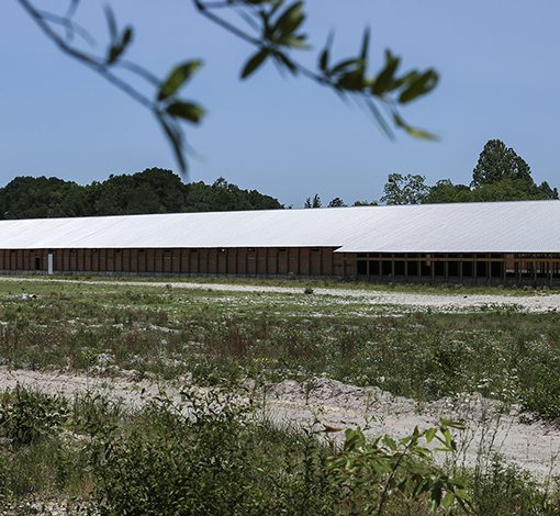 ChickenCAFOPhoto2 In: Opposition to CAFOs | Our Santa Fe River, Inc. (OSFR) | Protecting the Santa Fe River