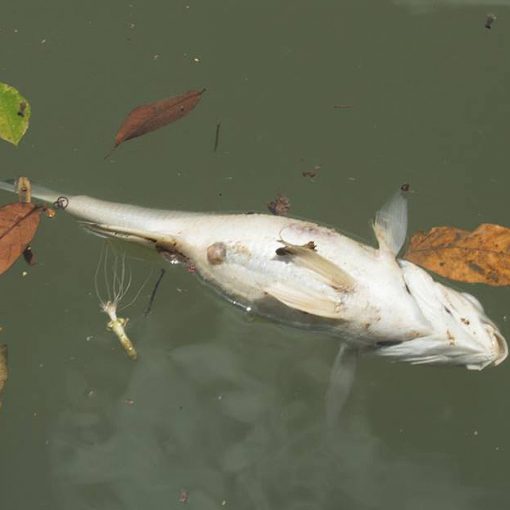 DEADFISH4
