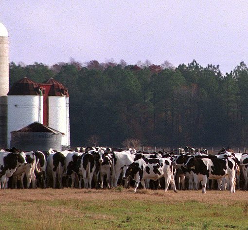 Dairy-unit