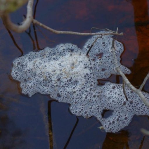 Foam e1372015873336 In: What's up with the FOAM? | Our Santa Fe River, Inc. (OSFR) | Protecting the Santa Fe River